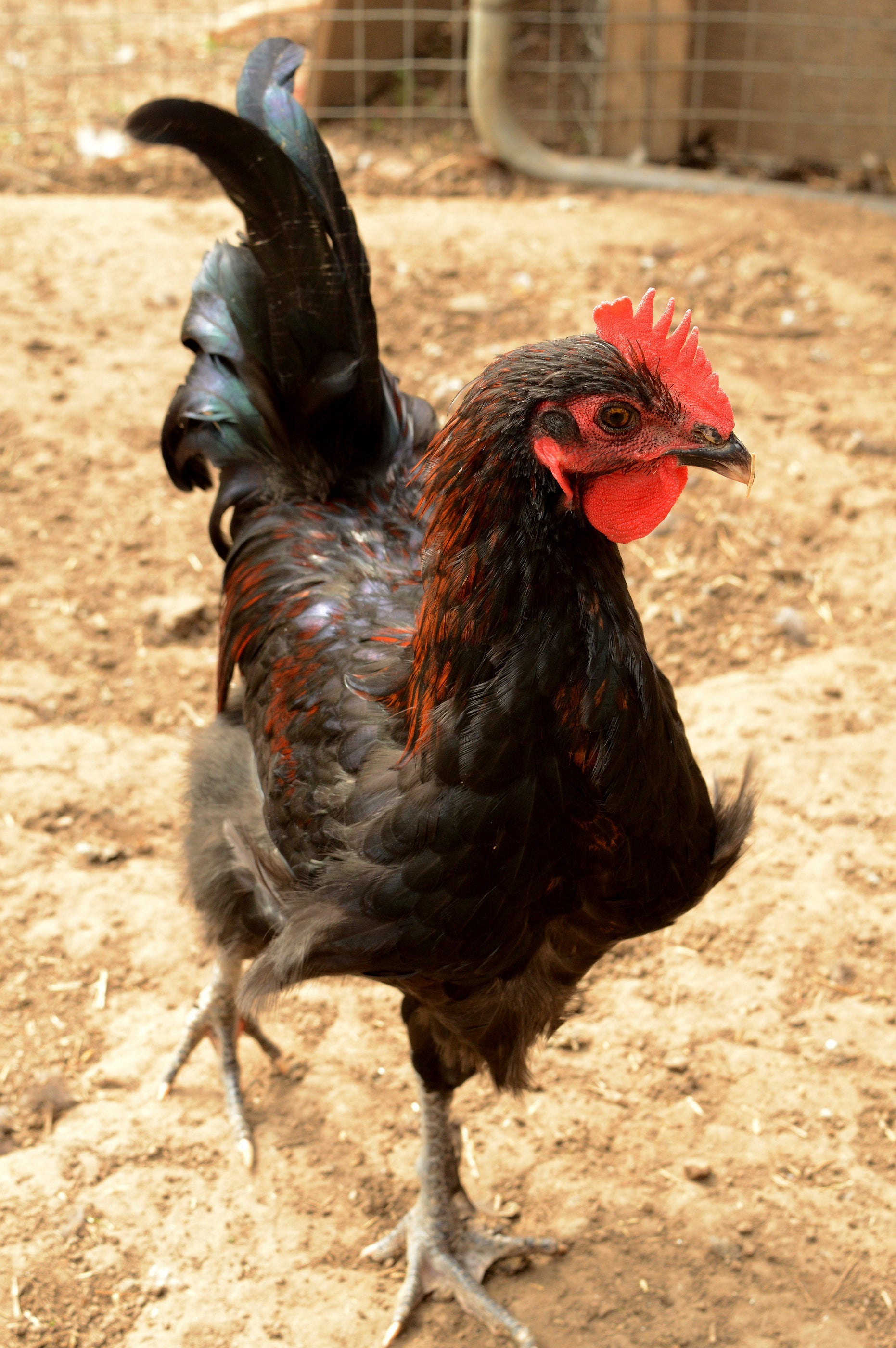 French Black Copper Marans Chicken