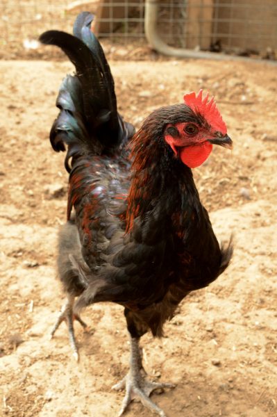 French Black Copper Marans Chicken