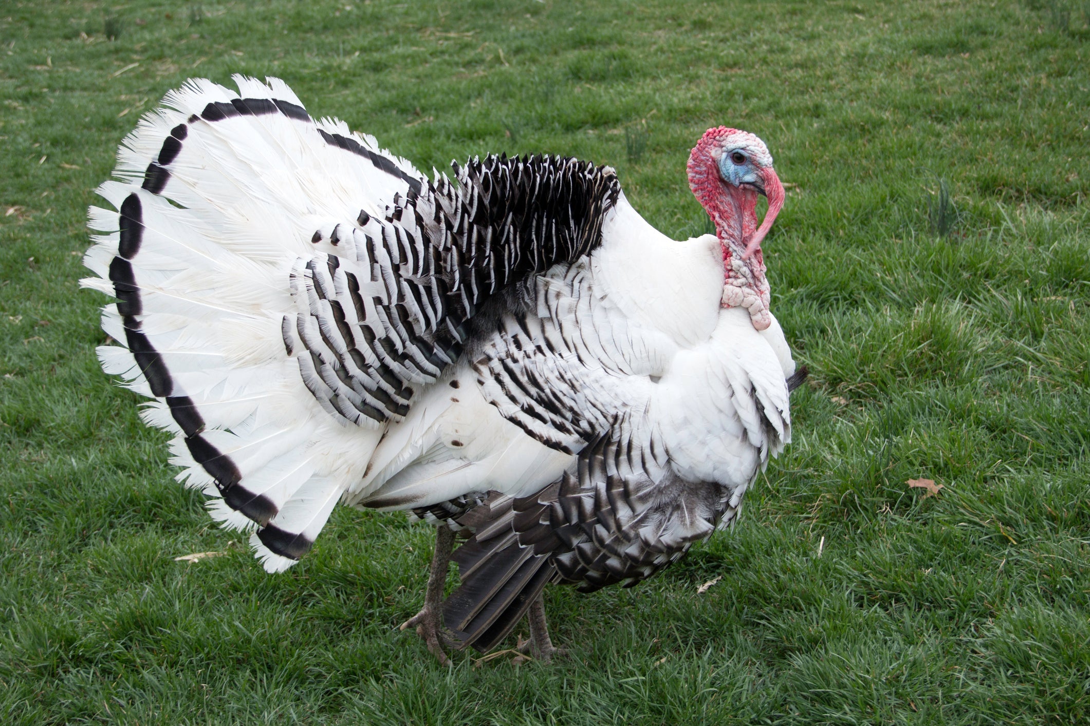 Royal Palm Turkey