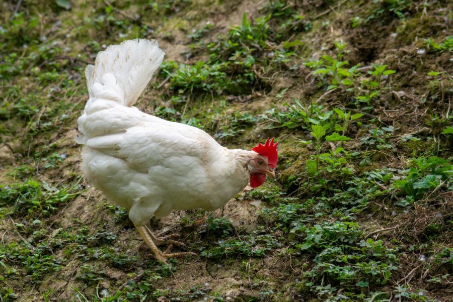 Rhode Island White Chicken