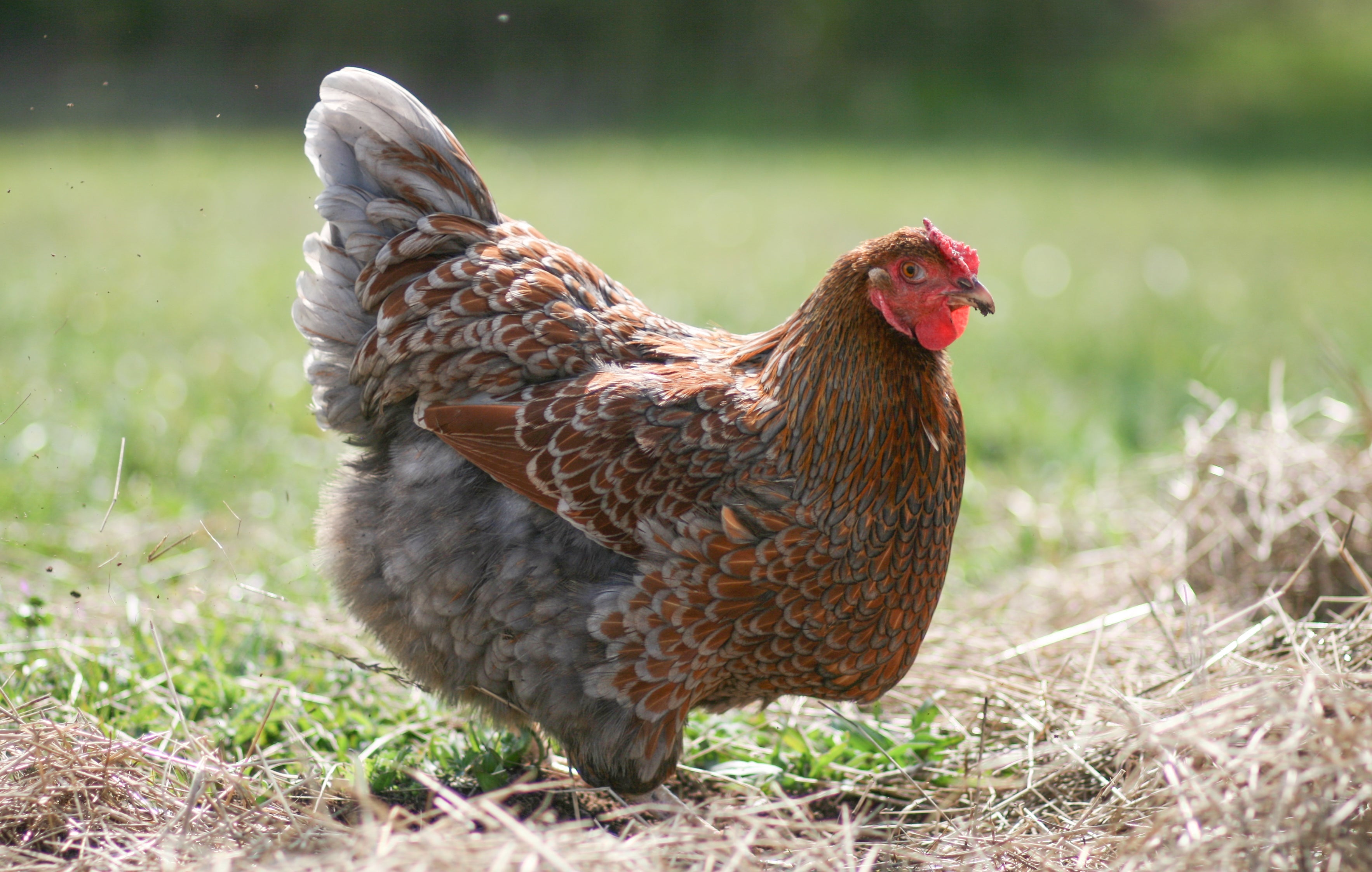 Blue Laced Red Wyandotte Chicken