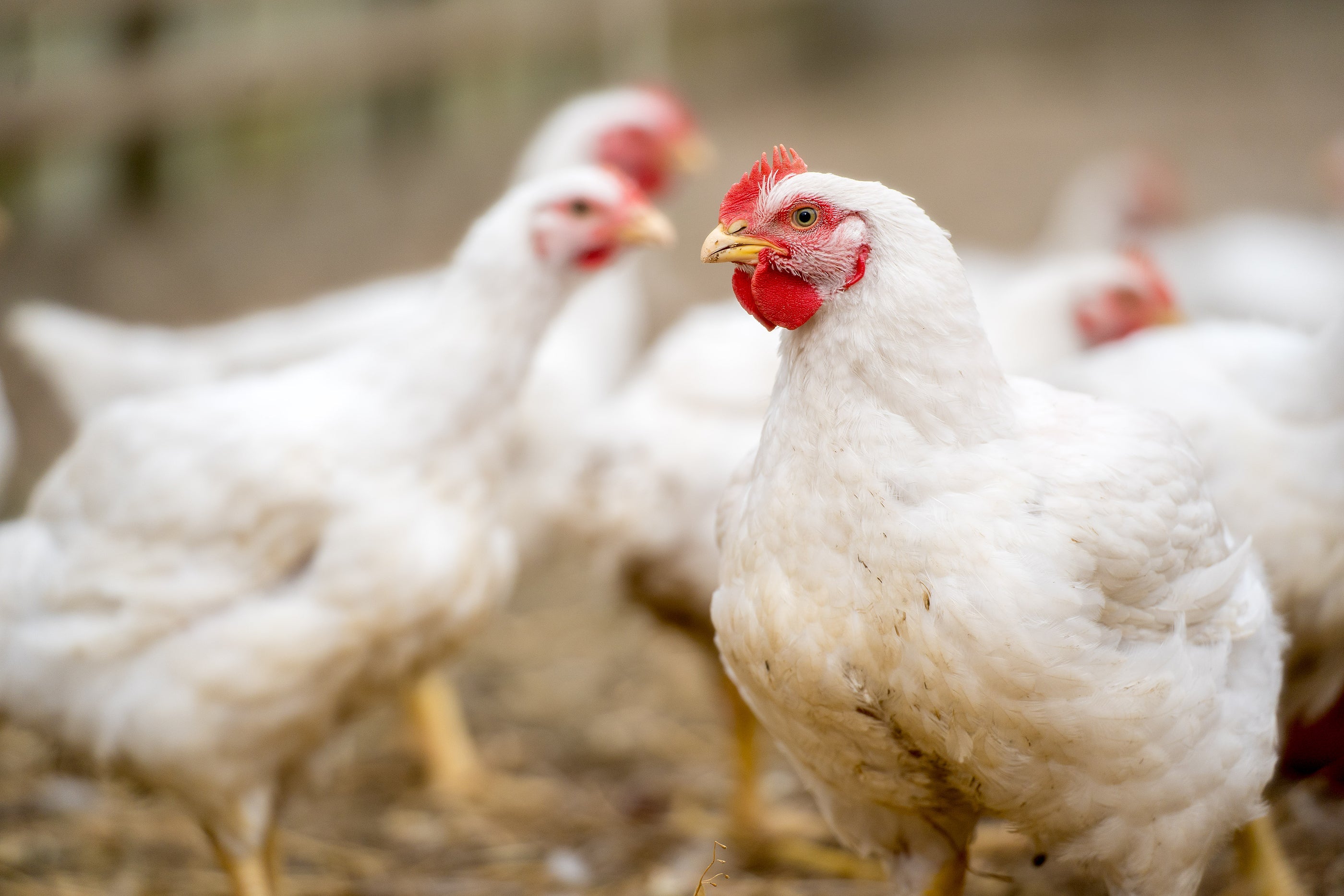 Jumbo Cornish Cross Chicken