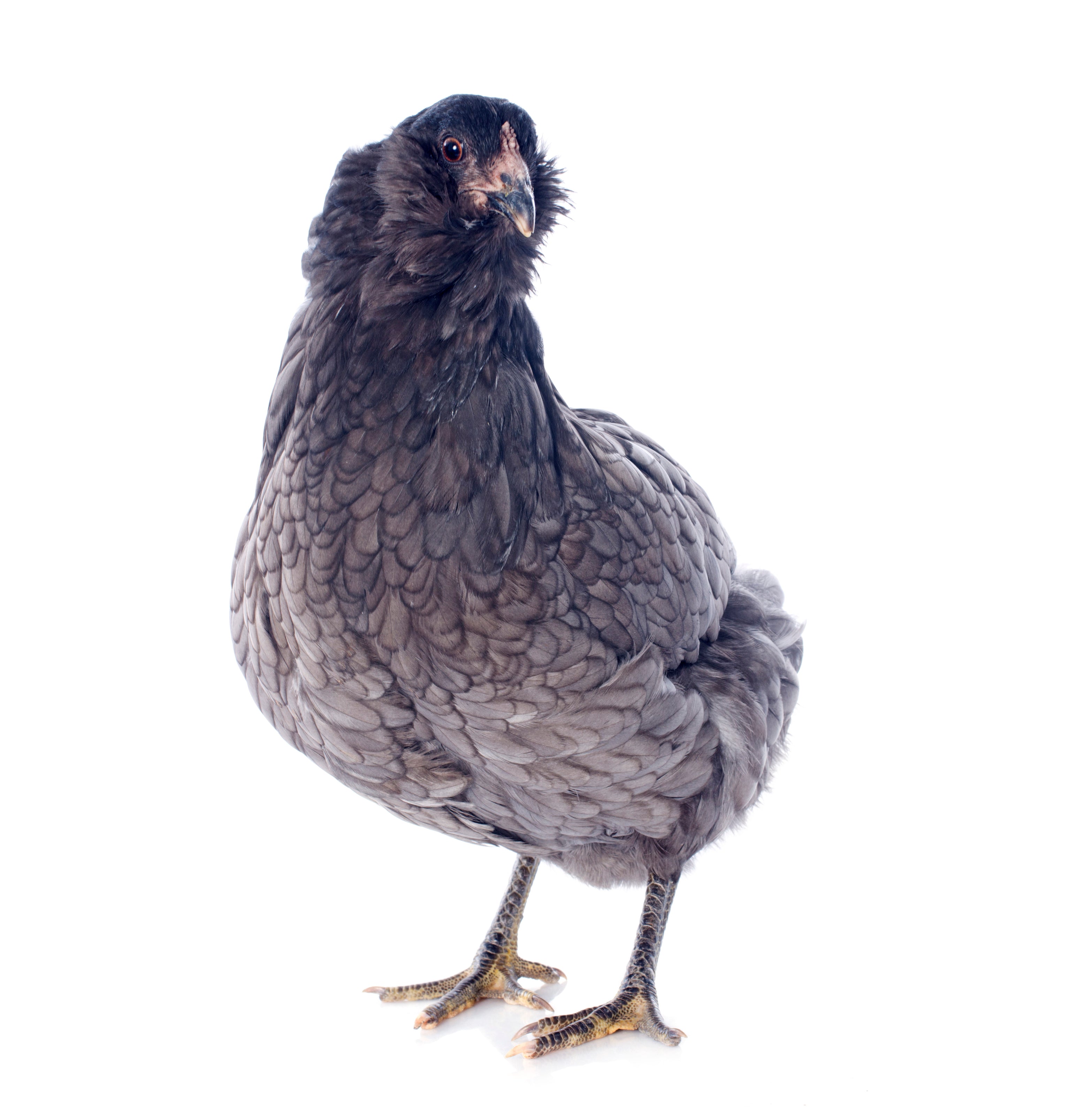 Blue Ameraucana Chicken