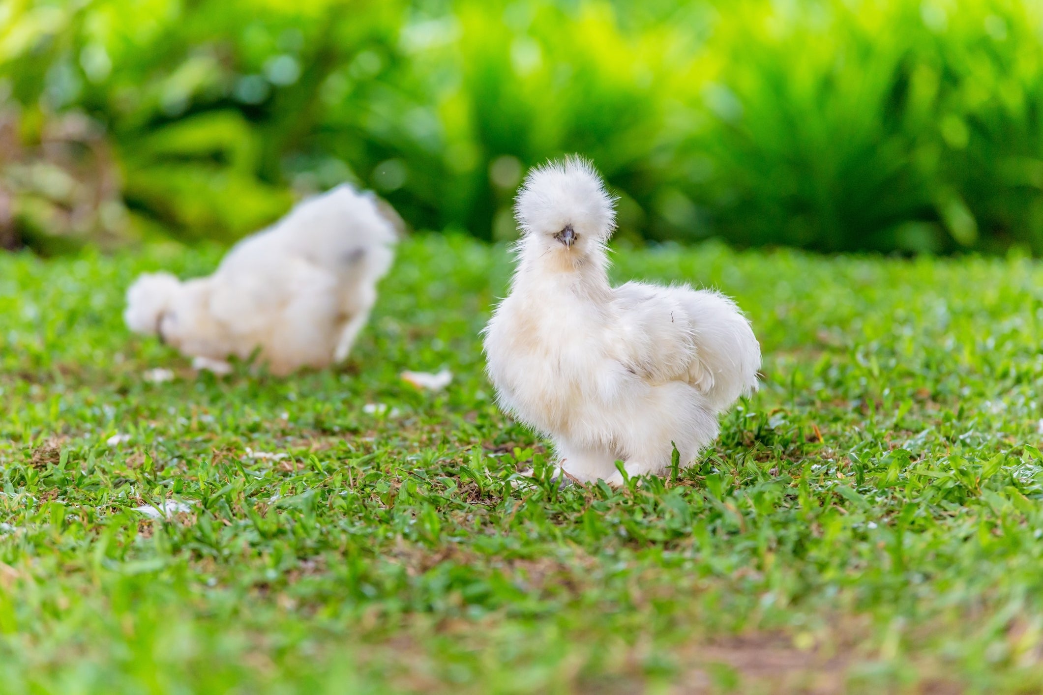 Surplus Silkie Bantam