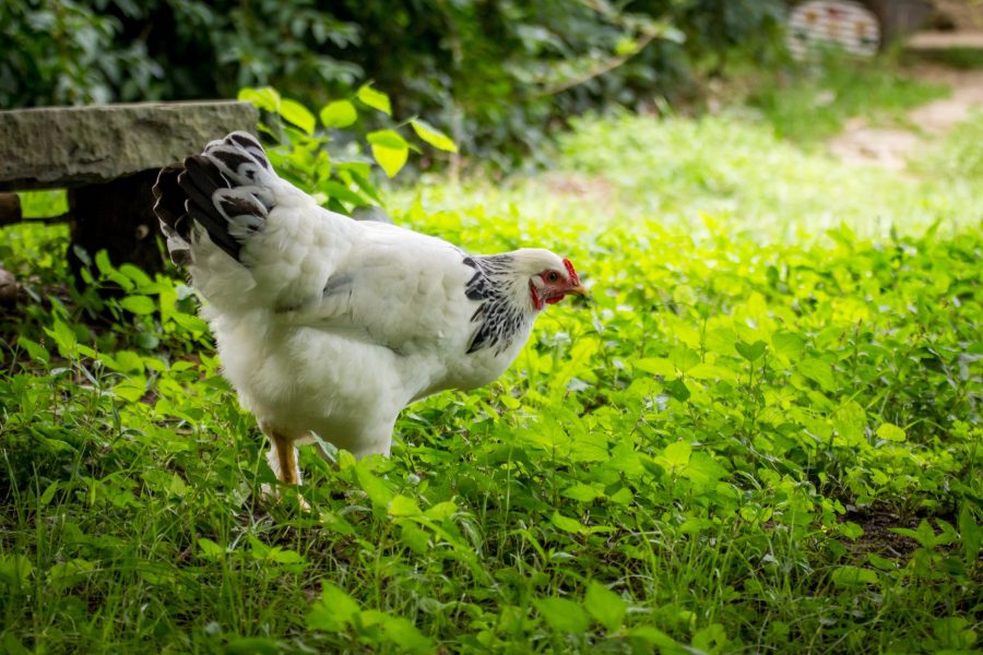 Light Brahma Chicken