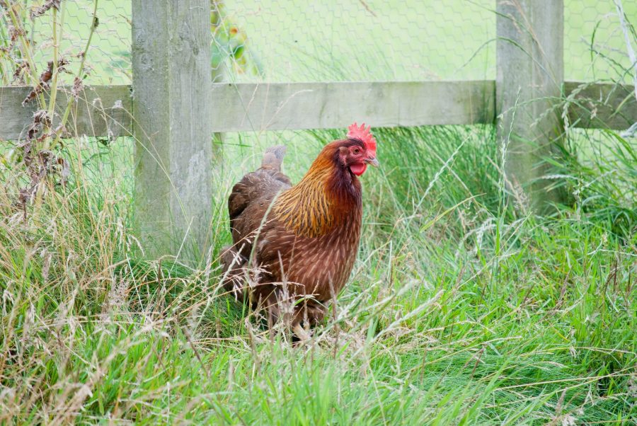 Welsummer Chicken