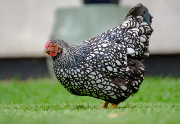 Black Laced Silver Wyandotte Chicken