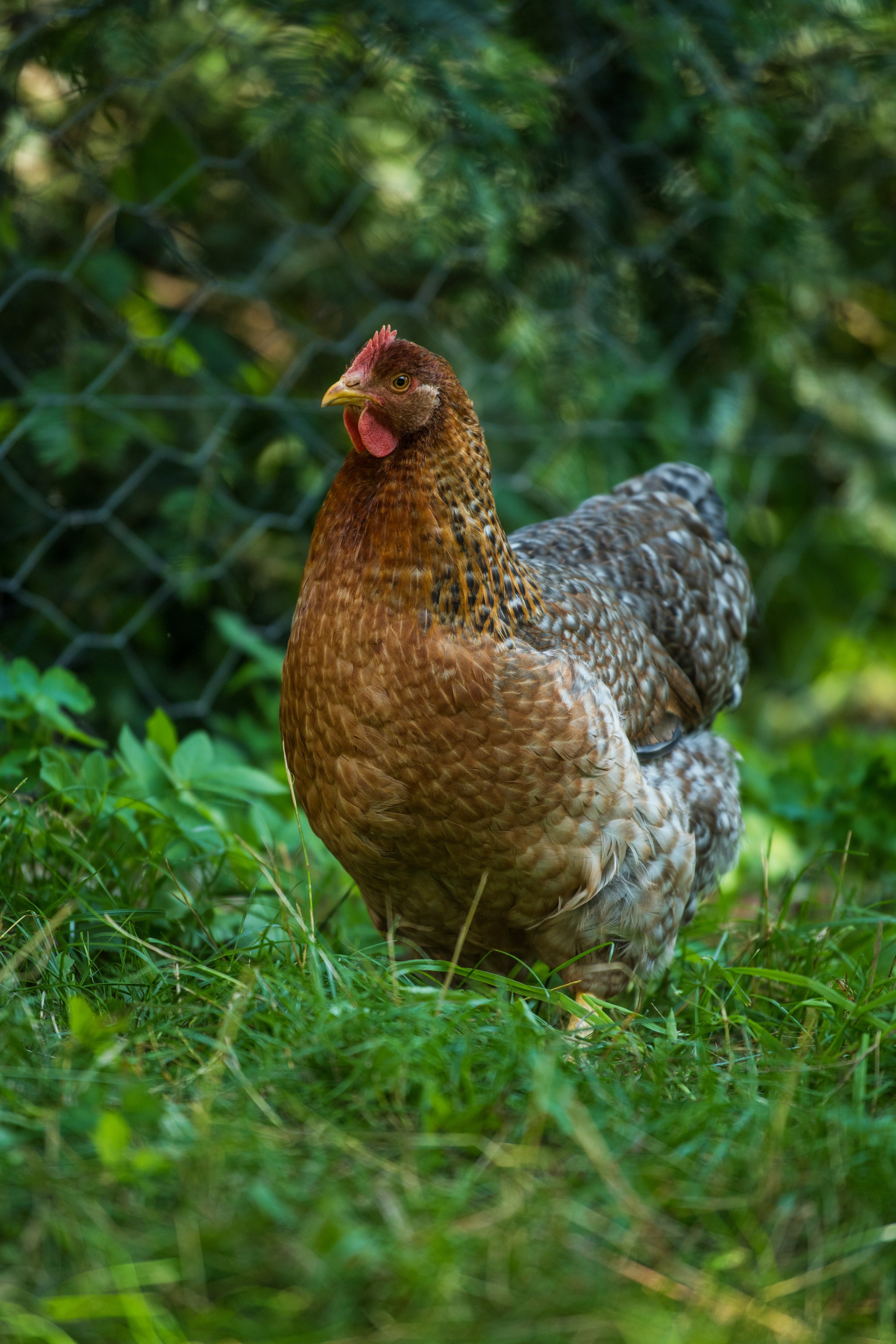 Bielefelder Chicken