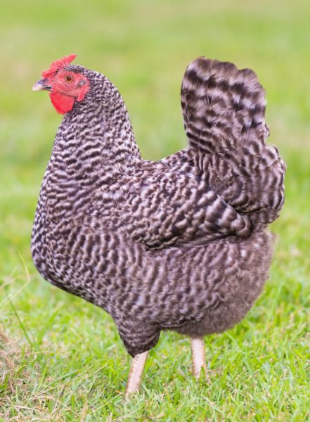 Dominique Chicken