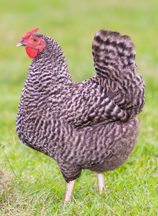 Dominique Chicken