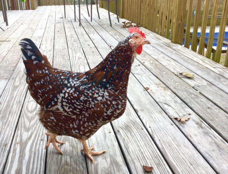 Speckled Sussex Chicken