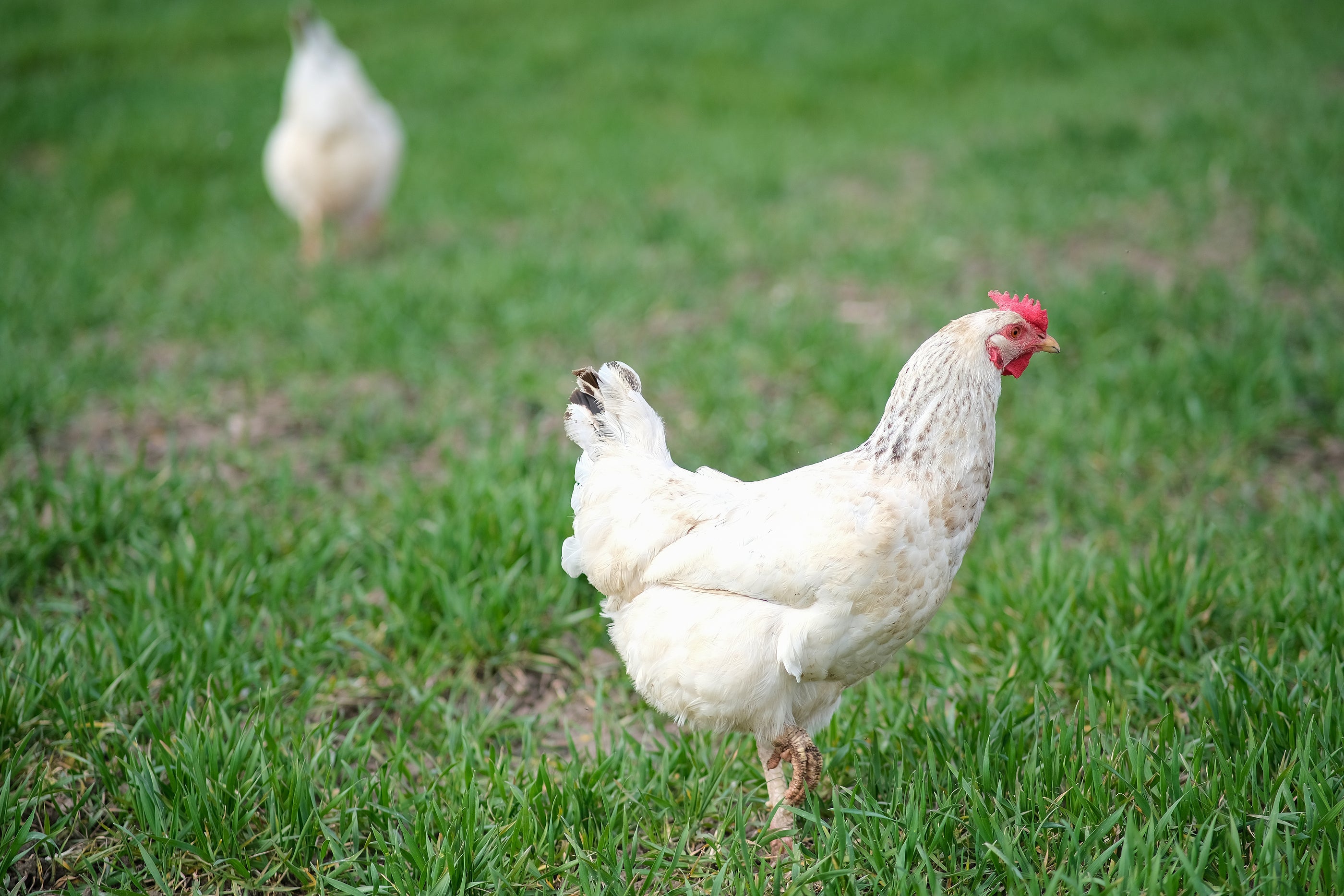 Delaware Chicken