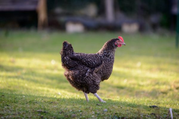 Cuckoo Marans Chicken