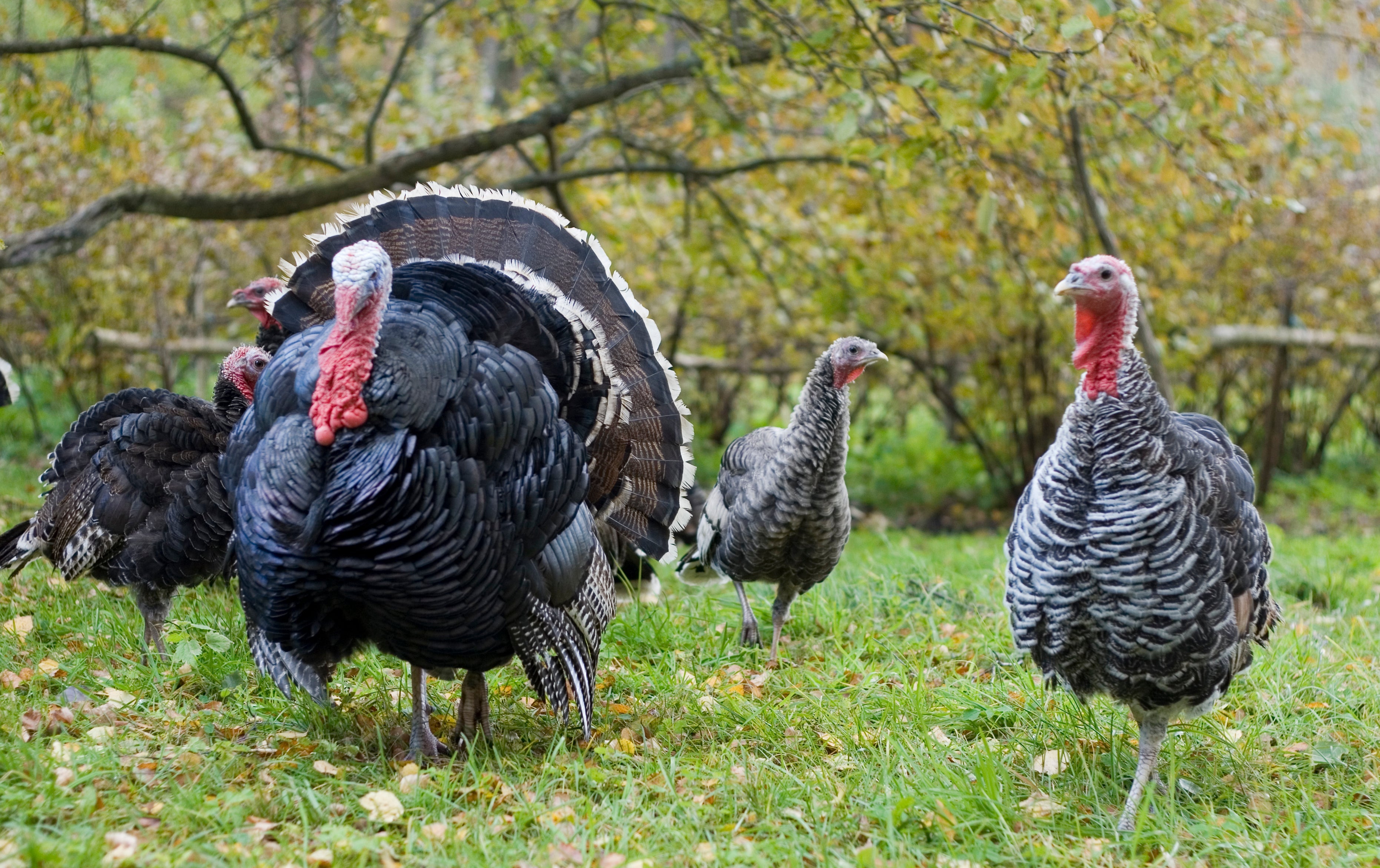 Rare Turkey Surplus