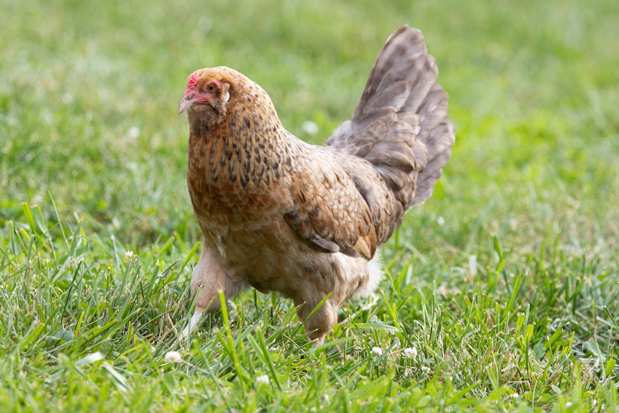 Easter Egger Chicken