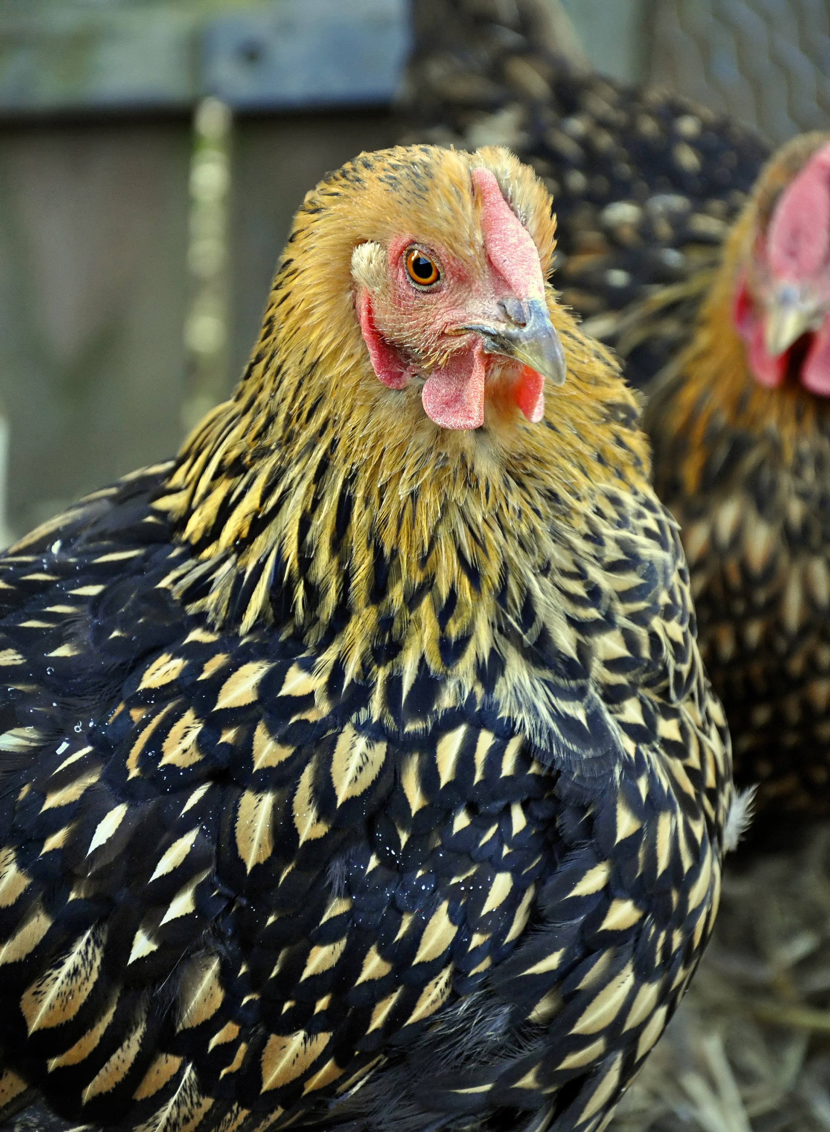 Black Laced Gold Wyandotte Chicken