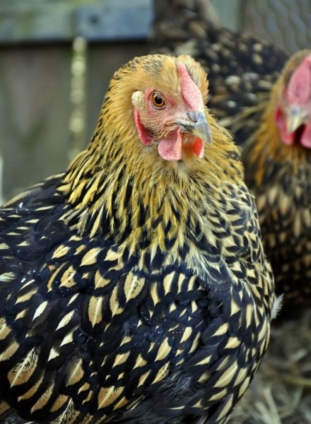 Black Laced Gold Wyandotte Chicken