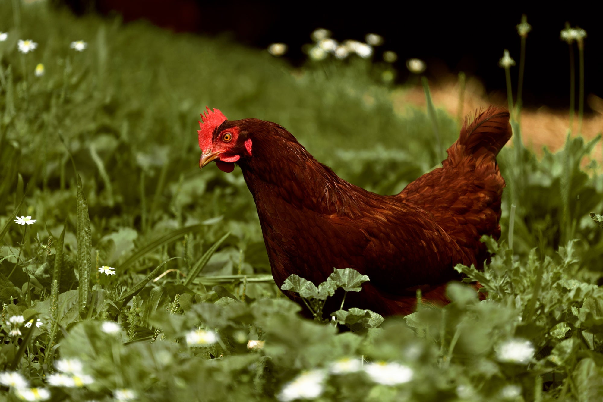 Rhode Island Red Chicken