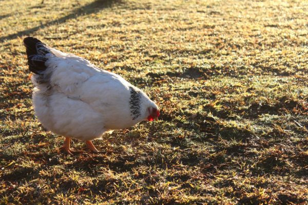 Columbian Wyandotte Chicken