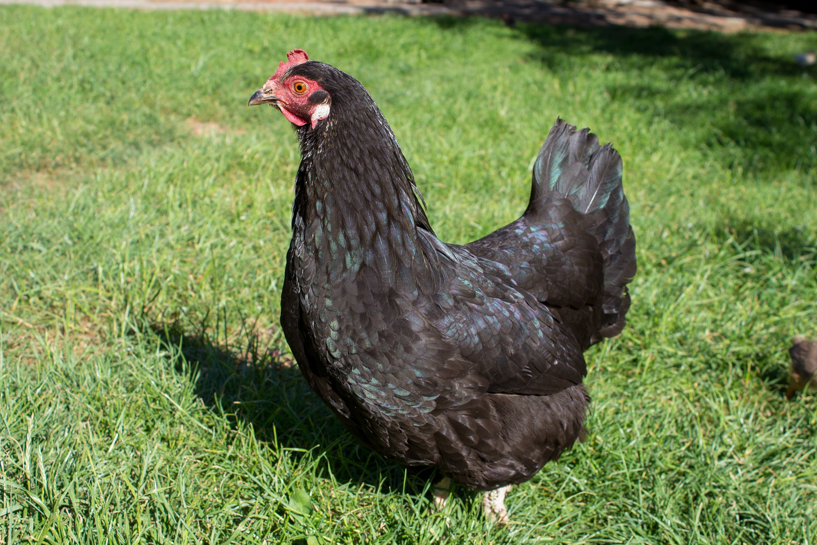 Black Australorp Chicken