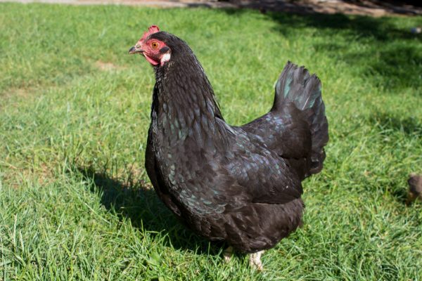Black Australorp Chicken
