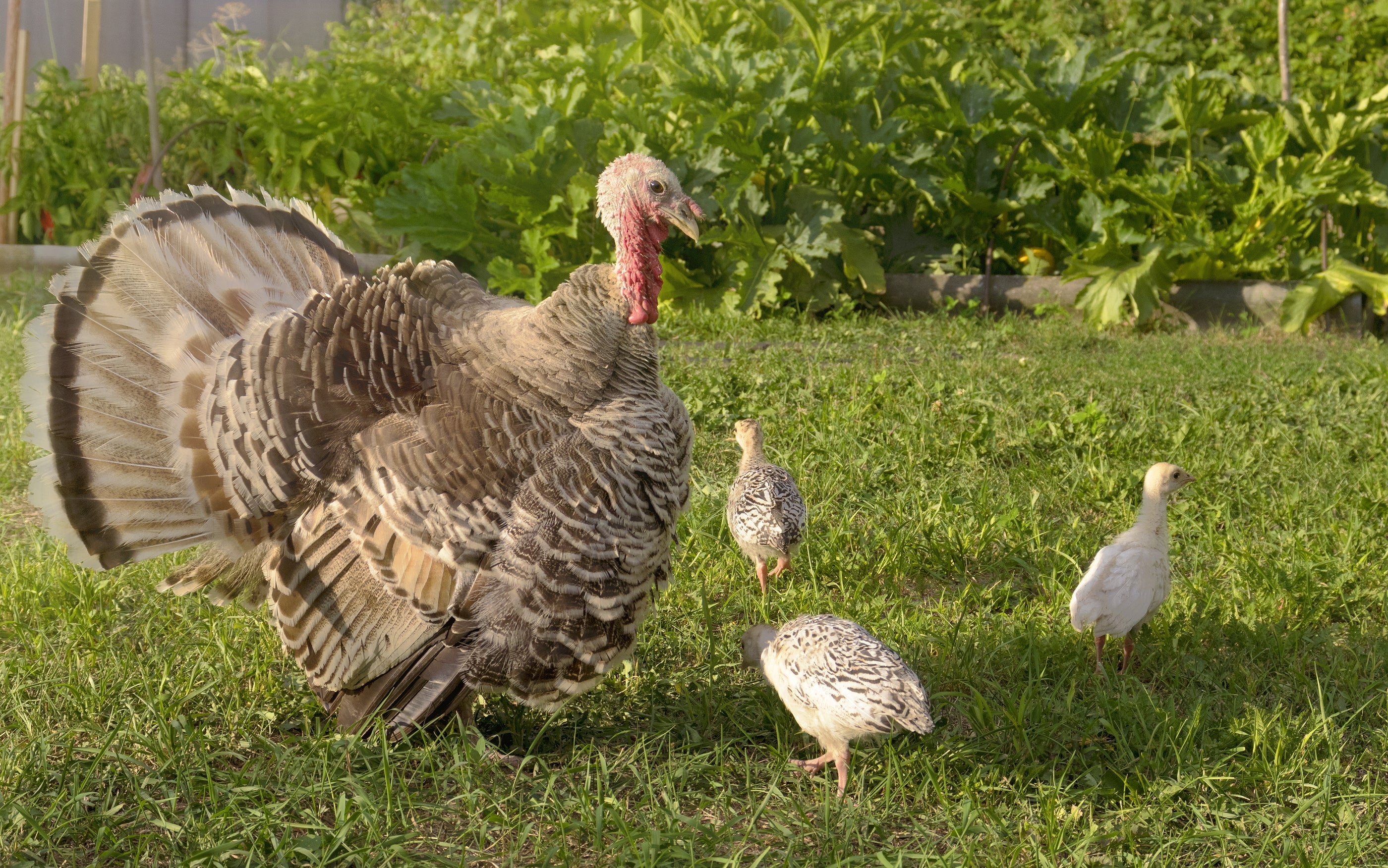 Blue Slate Turkey
