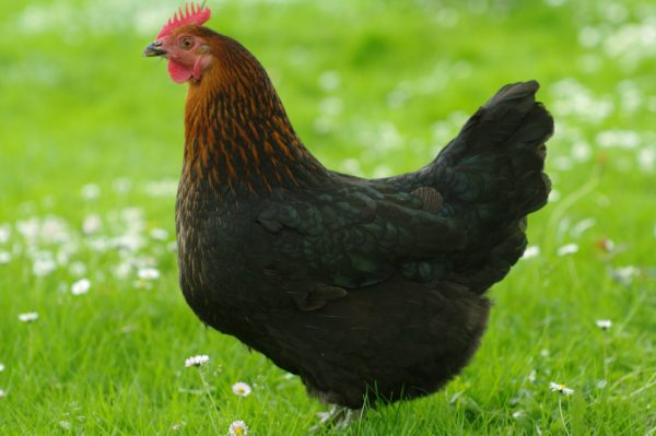 Black Sex Link Chicken
