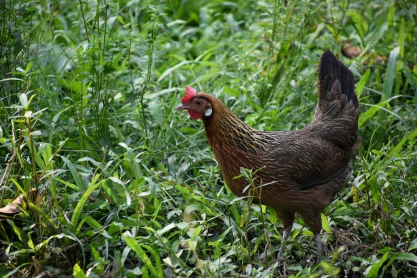Brown Leghorn Chicken