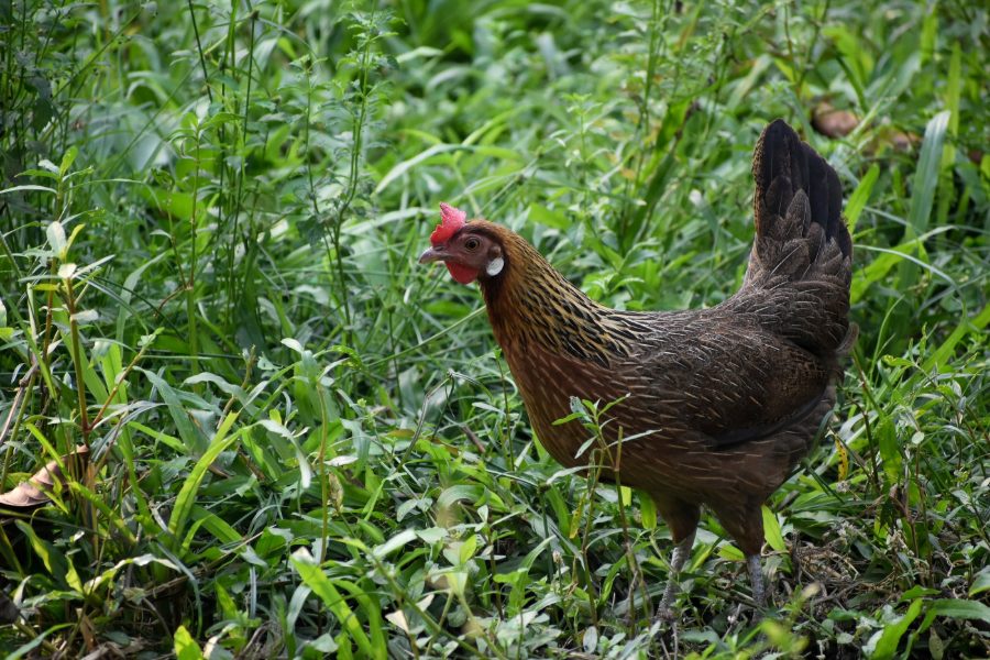 Brown Leghorn Chicken